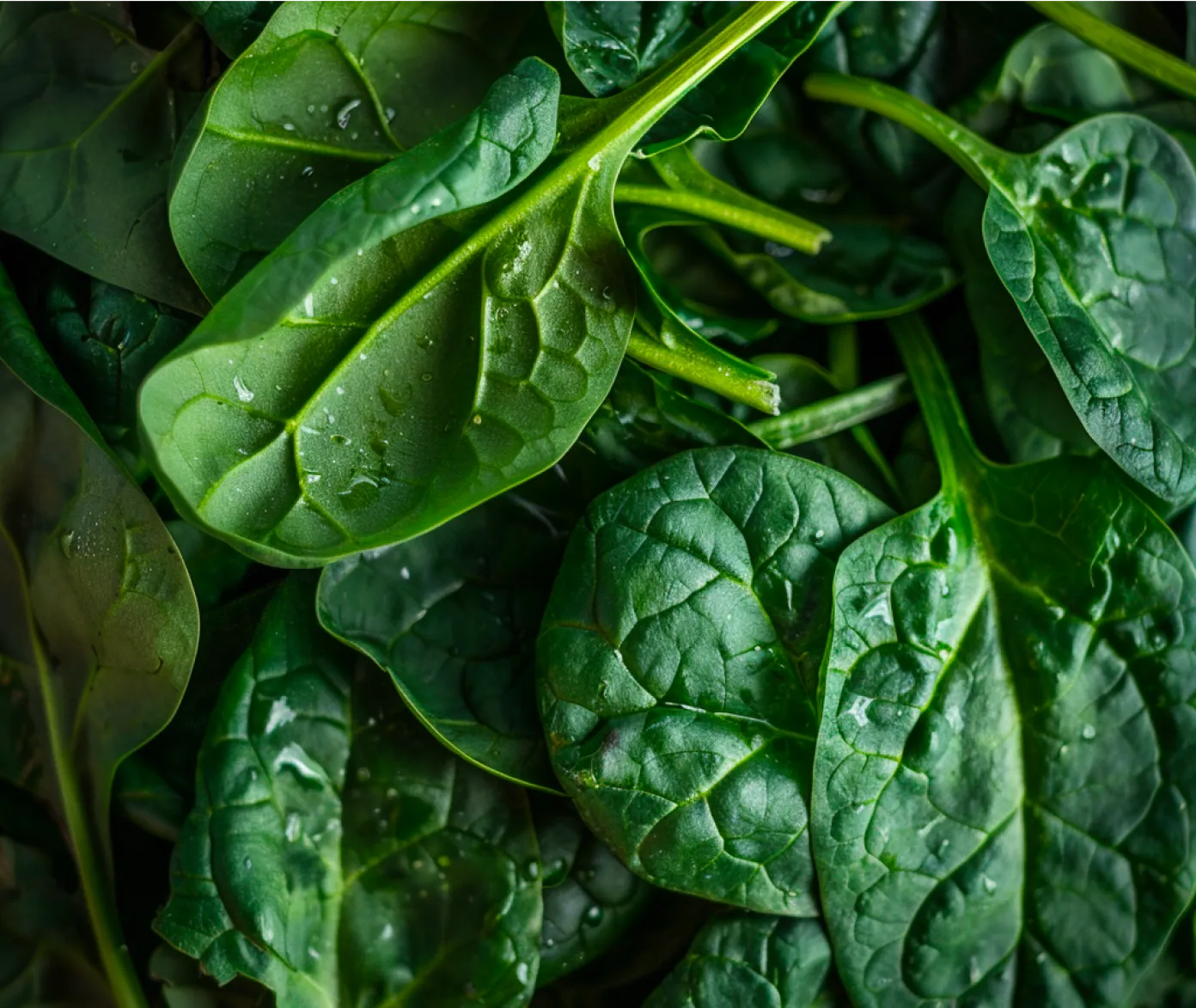 Close up of spinach leaves