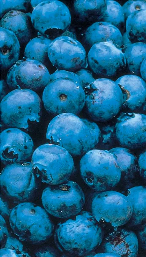 Close up of blueberries