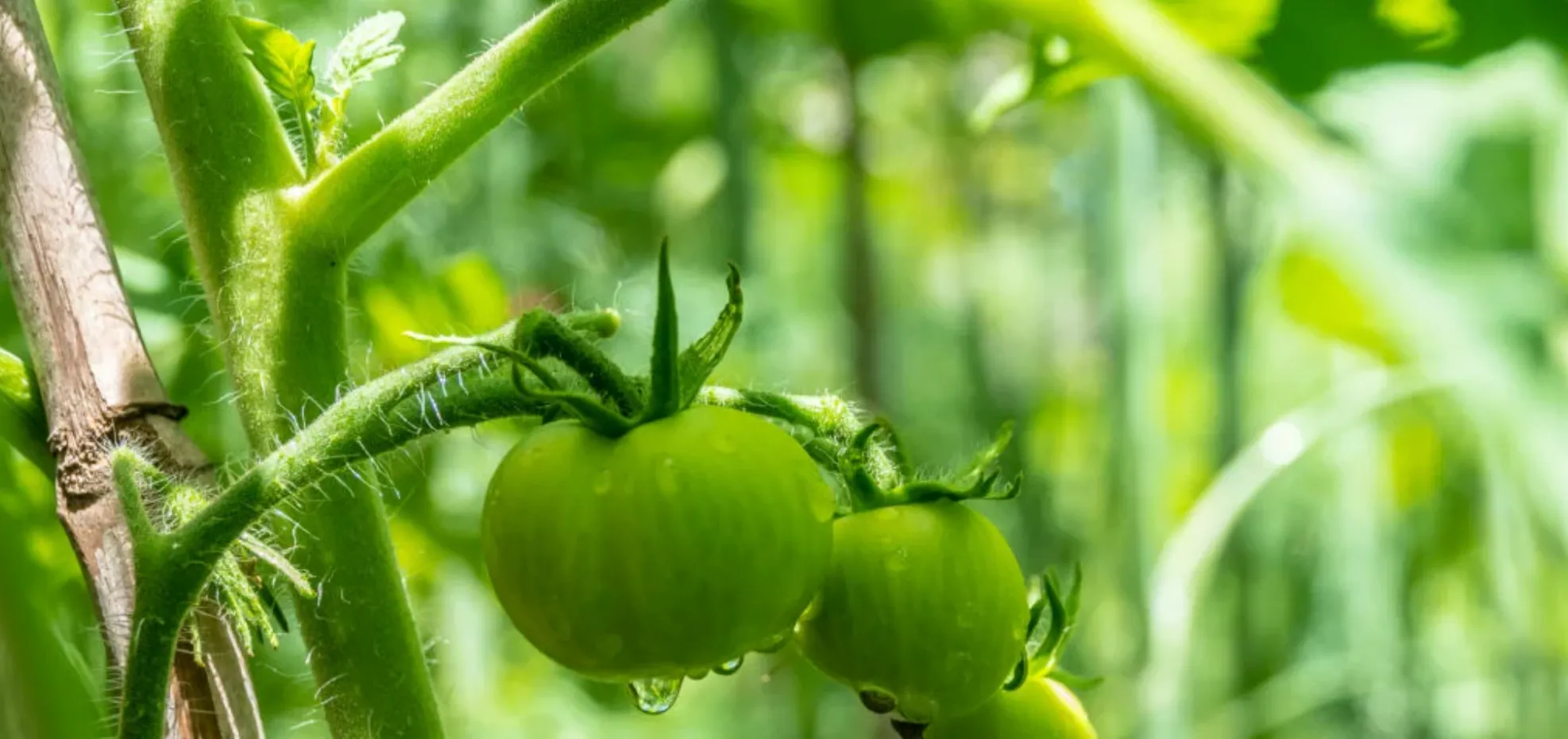 Tomatoes growing on a vine