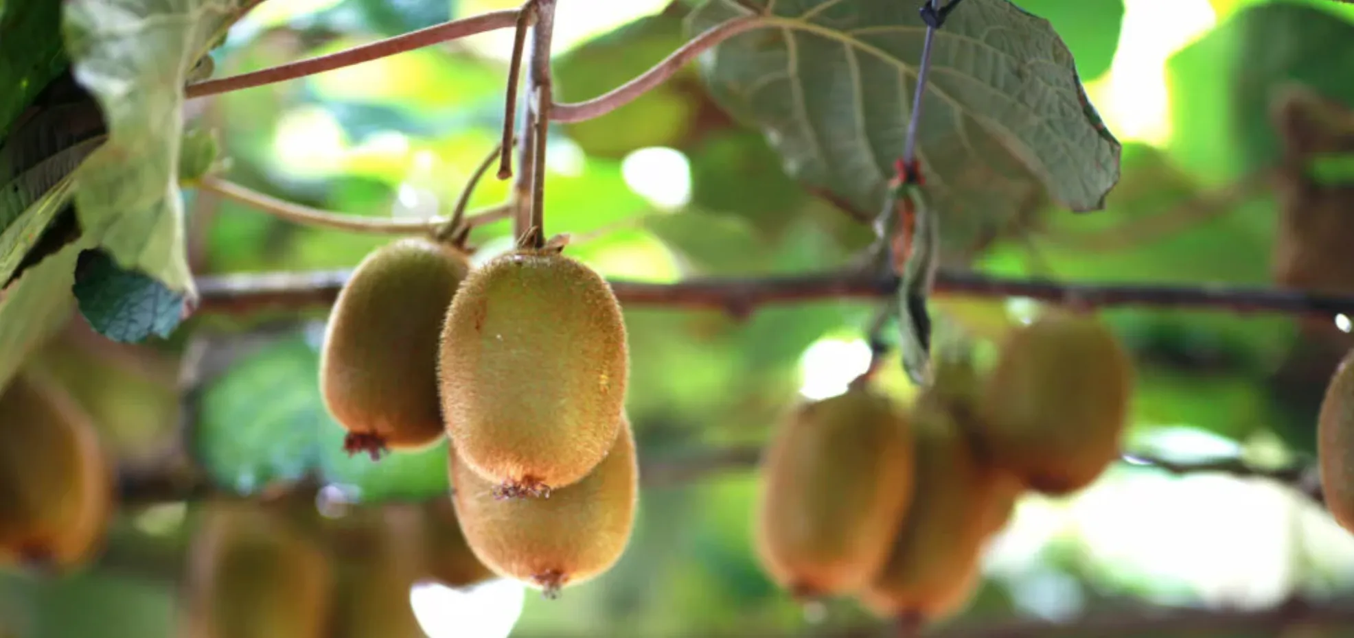 Kiwifruit growing on a tree