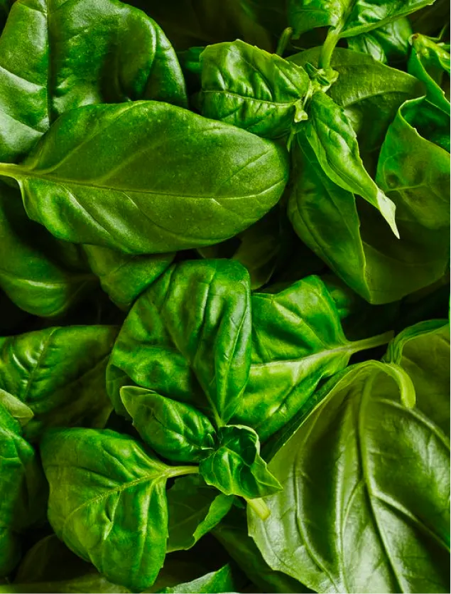 Close up of spinach